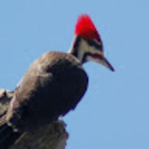 Meet your Posher, Speed,brknek